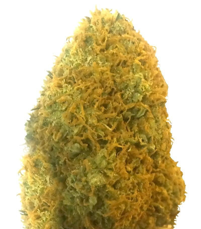 Семена сорта Champion fem (Heavyweight Seeds)