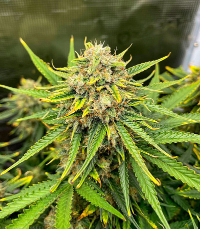 Семена сорта Crime Caramel 2 Auto fem (Семяныч)