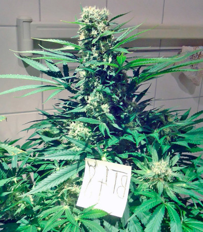 Сорт каннабиса Jorge’s Diamonds #1