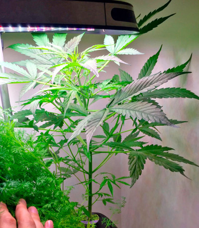 Семена сорта Lemon OG Haze Automatic fem (Nirvana Seeds)