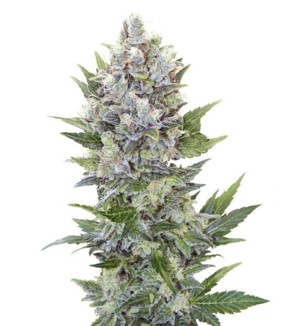 Семена сорта Northern Light Automatic fem (Royal Queen Seeds)