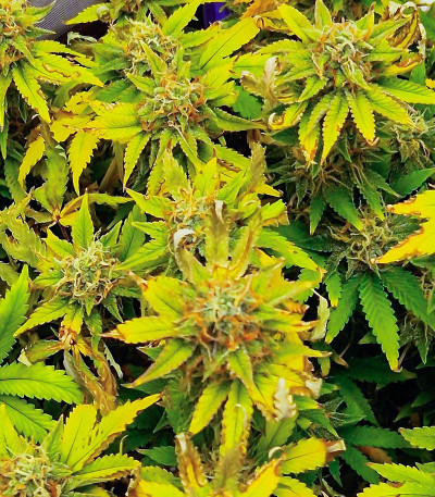 Семена сорта Sweet ZZ Automatic fem (RQS)