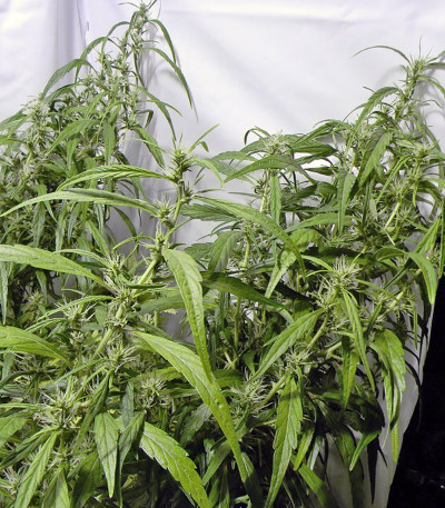 Семена конопли Arjan's Ultra Haze #1