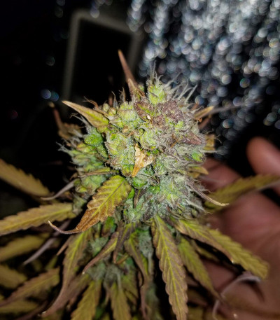 Семена сорта Auto Super Hash fem (Pyramid Seeds)