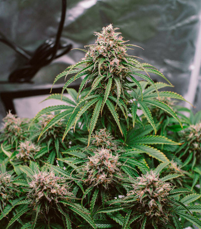 Семена сорта LSD Auto fem (Barney's Farm)