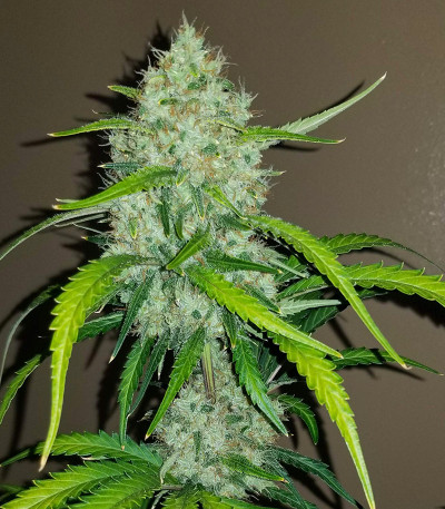 Семена сорта Original Auto Chemdawg fem (FastBuds)