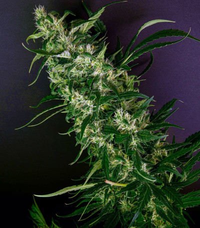 Семена сорта Purple Punch fem (Barney's Farm)