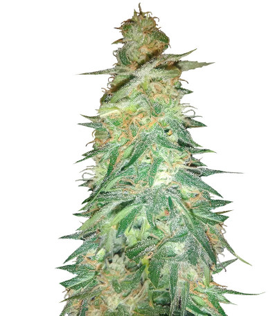 Семена сорта Holy Grail 69 fem (Samsara Seeds)