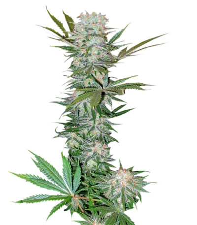 Семена сорта G13 Haze fem (Barney's Farm)