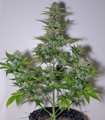 Семена сорта G14 auto fem (FastBuds)