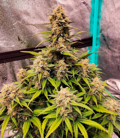 Семена сорта Papaya Cookies Auto fem (FastBuds)