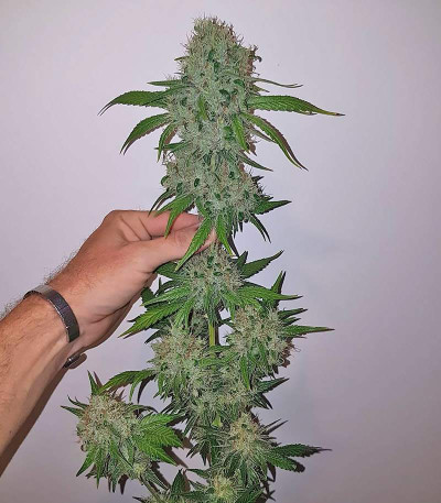Семена сорта Big Bud fem (Vision Seeds)