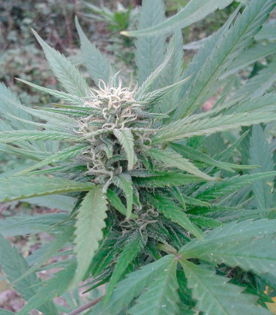 Семена сорта High Level fem (Eva Seeds)