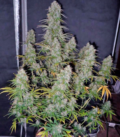 Семена сорта Fast Bud Auto fem (Sweet Seeds)