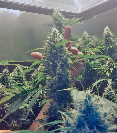 Семена сорта Lemon Skunk fem (Green House Seeds)