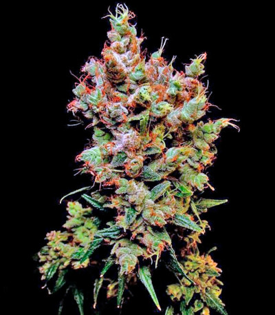 Сорт конопли Skywalker