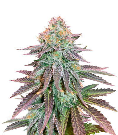 Семена сорта Cookies Purple Punch fem (Medical Seeds)