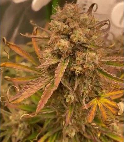 Семена сорта Apollo F1 Auto fem от RQS