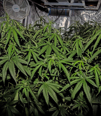 Семена сорта Franco's Lemon Cheese fem (Green House Seeds)