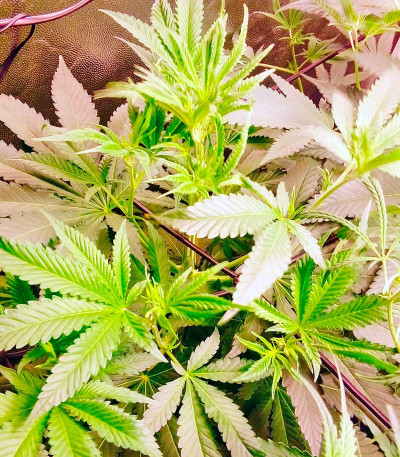 Семена сорта Karamelo (Kreamy Karamel) fem