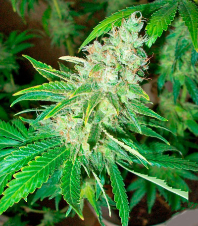 Семена сорта La Blanca fem