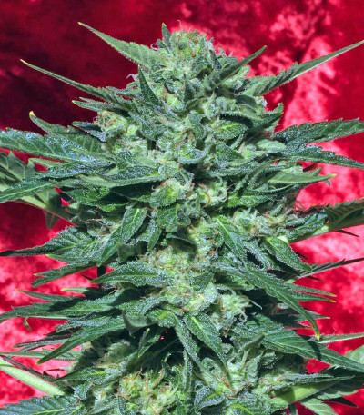 Семена сорта White Russian reg (Serious Seeds)