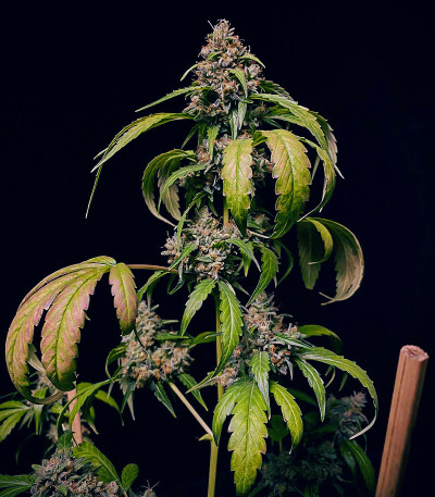 Семена сорта Amnesia Zkittlez Auto fem (FastBuds)