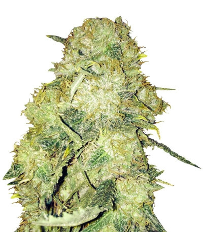 Семена сорта Goldmine fem (Heavyweight Seeds)