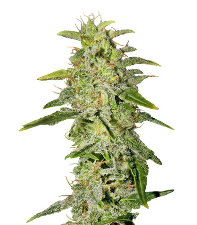 Семена сорта Money Maker fem (Strain Hunters)