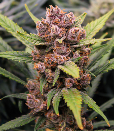 Семена сорта Tropicana Cookies Auto fem (FastBuds)