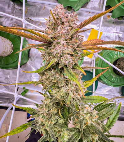 Семена сорта Tropicana Cookies Auto fem (FastBuds)