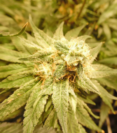 Семена сорта Blue Kripple fem (Dr. Krippling Seeds)