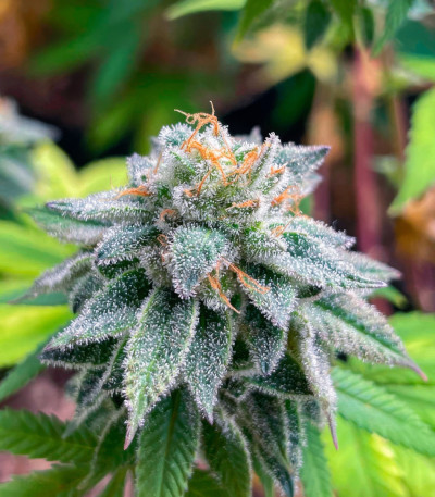 Семена сорта Jet Puft fem (Compound Genetics)