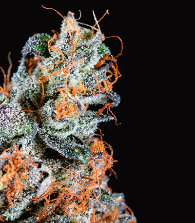 Семена сорта Luxar-Dos fem (Compound Genetics)