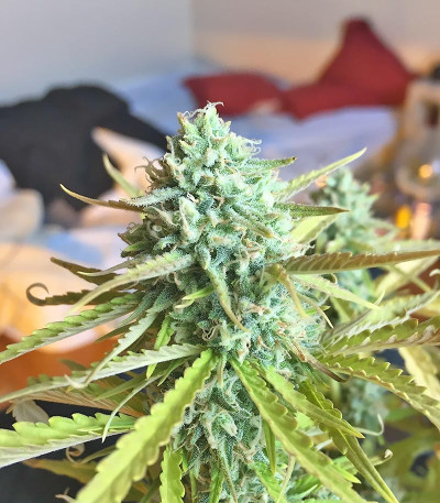 Семена сорта Northern Express Auto fem