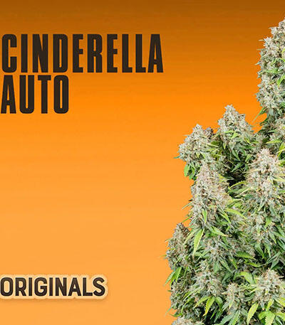 Семена сорта Original Cinderella Auto fem (FastBuds)