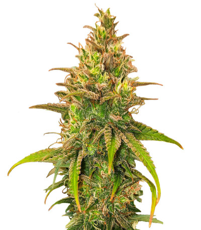 Семена сорта Bubble Gum Sherb fem (Blimburn Seeds)