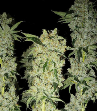 Семена сорта C4 auto fem