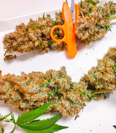 Семена сорта CBG-Force fem (Dutch Passion)