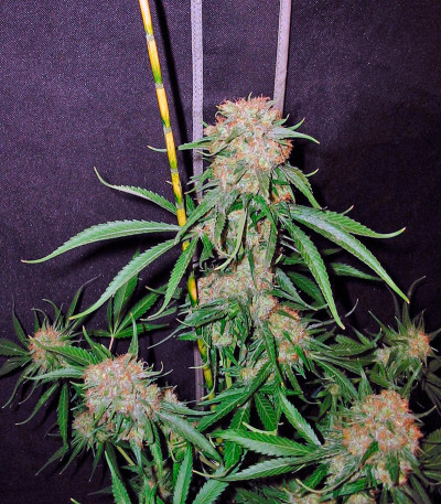 Семена сорта Crimea Blue fem