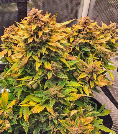 Семена сорта Godzilla Cookies Auto fem (Herbies Seeds)