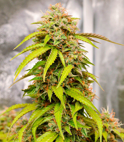 Семена сорта Gorilla Auto fem (Семяныч)