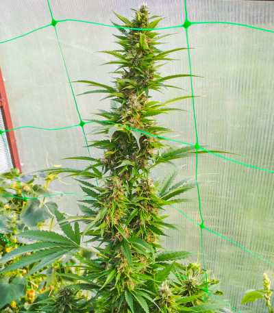 Семена сорта Big Satana Auto fem (Семяныч)