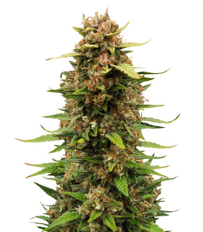 Семена сорта Sour Jealousy Auto fem (FastBuds)