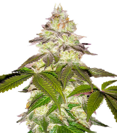 Семена сорта Milky Dreams fem (Green House Seeds)
