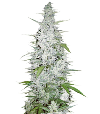 Семена сорта Maroc fem (Female Seeds)