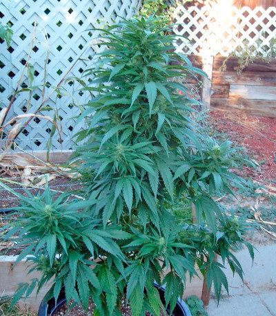 Семена сорта Brazil Amazonia fem (World of Seeds)