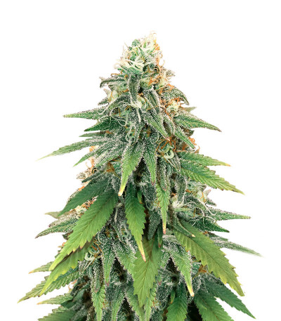 Микс семян конопли Heavy Kickers Mix fem (Herbies Seeds)