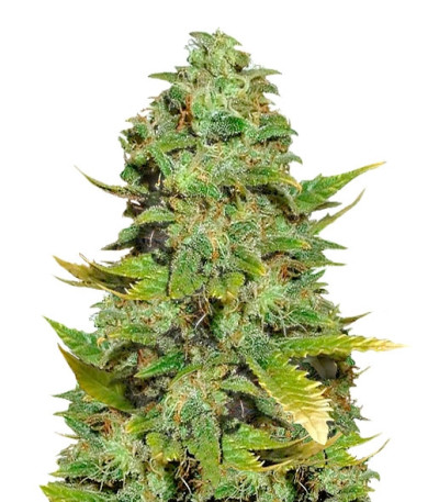 Семена сорта Mango Skunk reg (Nirvana Seeds)