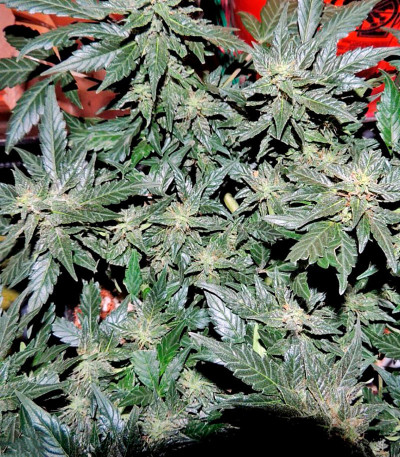 Семена сорта Pakistan Ryder Auto fem (World of Seeds)
